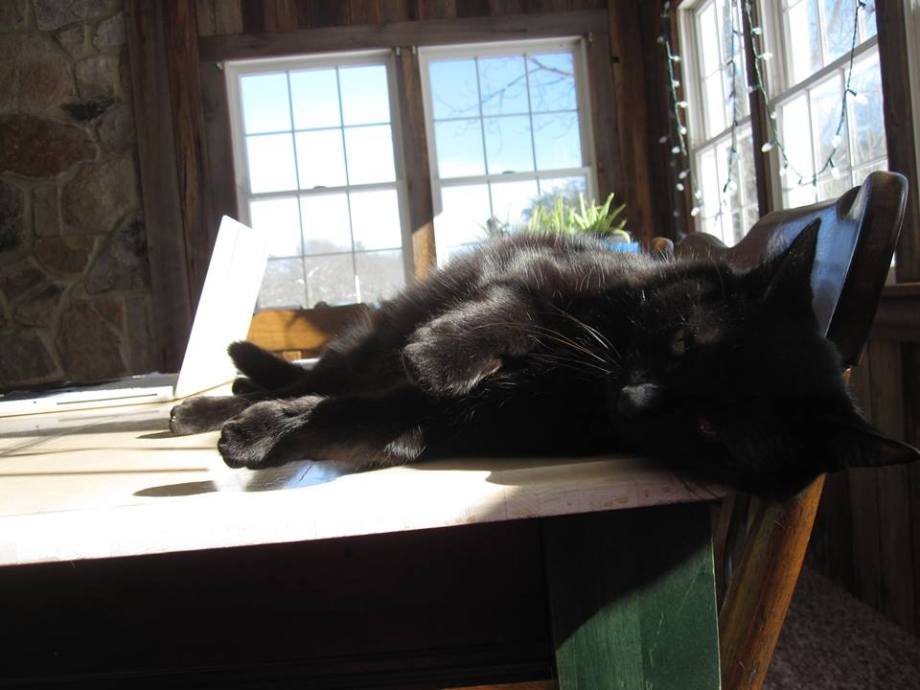 Author Ashley Crookham, writer's cat