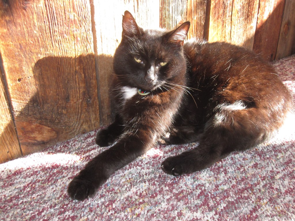 Author Ashley Crookham's cat